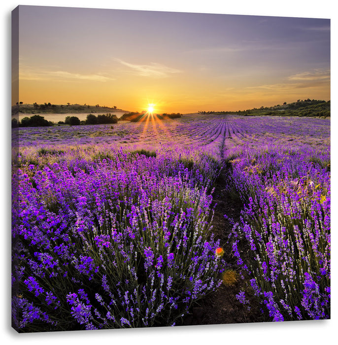 Lavendelfeld in Frankreich Leinwandbild Quadratisch