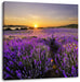 Lavendelfeld in Frankreich Leinwandbild Quadratisch
