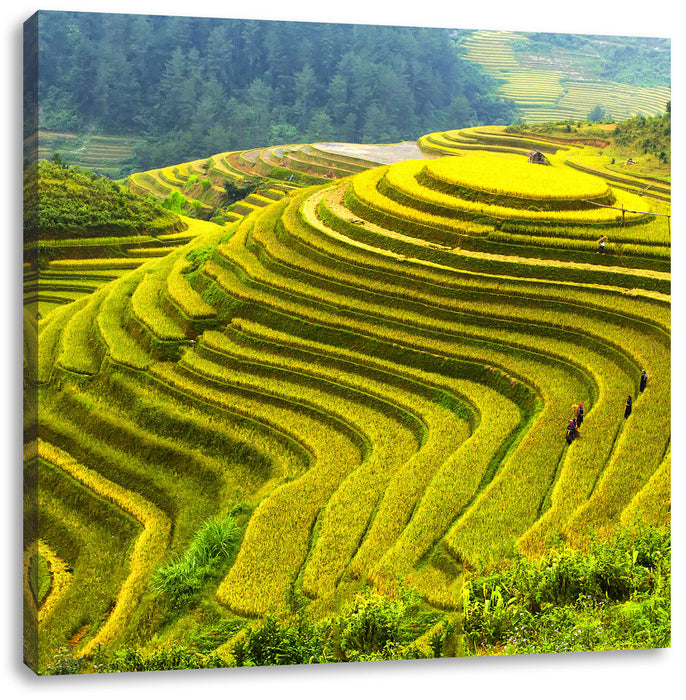 Reisplantagen Treppenfelder Leinwandbild Quadratisch