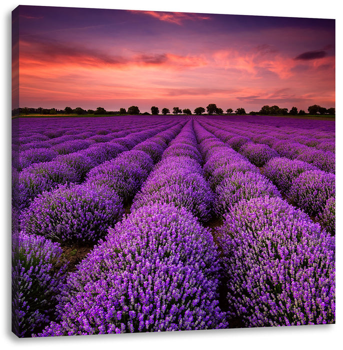 Lila Lavendel Provence Leinwandbild Quadratisch