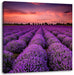 Lila Lavendel Provence Leinwandbild Quadratisch