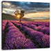 Lavendel Provence mit Baum Leinwandbild Quadratisch