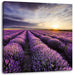 Lavendel Provence Landschaft Leinwandbild Quadratisch