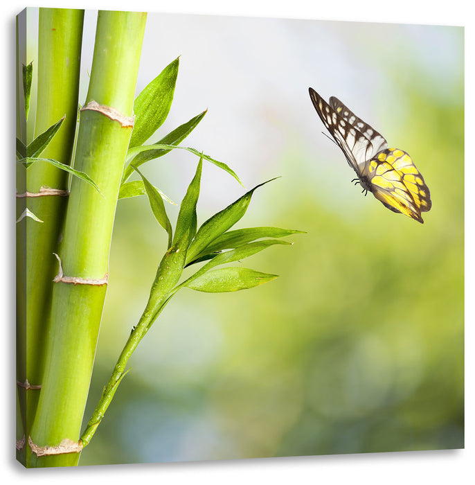 Bambus mit Schmetterling Leinwandbild Quadratisch