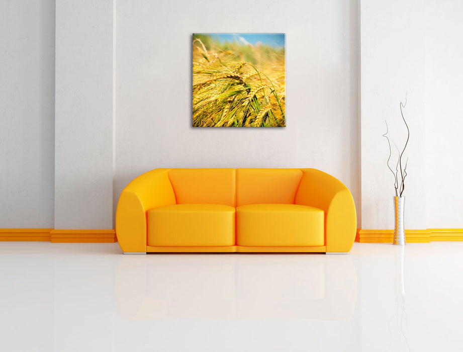 Goldene Getreide Ã„ren Leinwandbild Quadratisch über Sofa