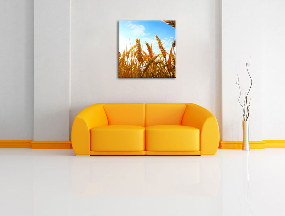Getreide im Sonnenschein Leinwandbild Quadratisch über Sofa