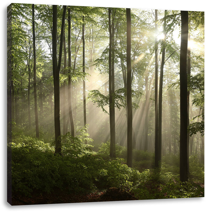 Sonnenstrahlen in Wäldern Leinwandbild Quadratisch