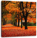 Baumallee im Herbst Leinwandbild Quadratisch