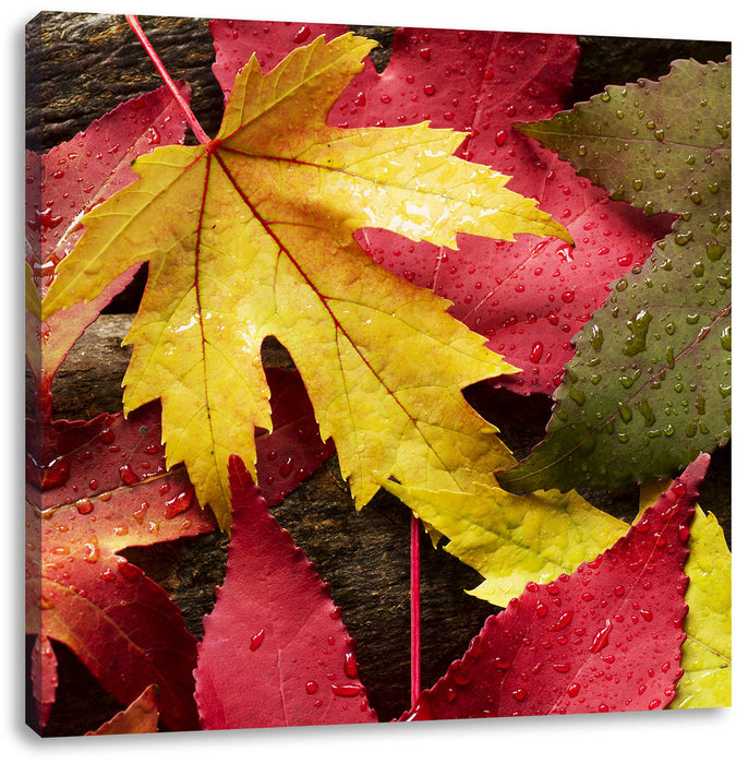 Bunte Herbstbläter Leinwandbild Quadratisch