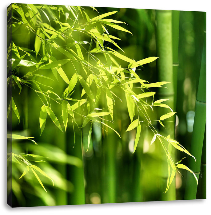Bambus mit Blätern Leinwandbild Quadratisch