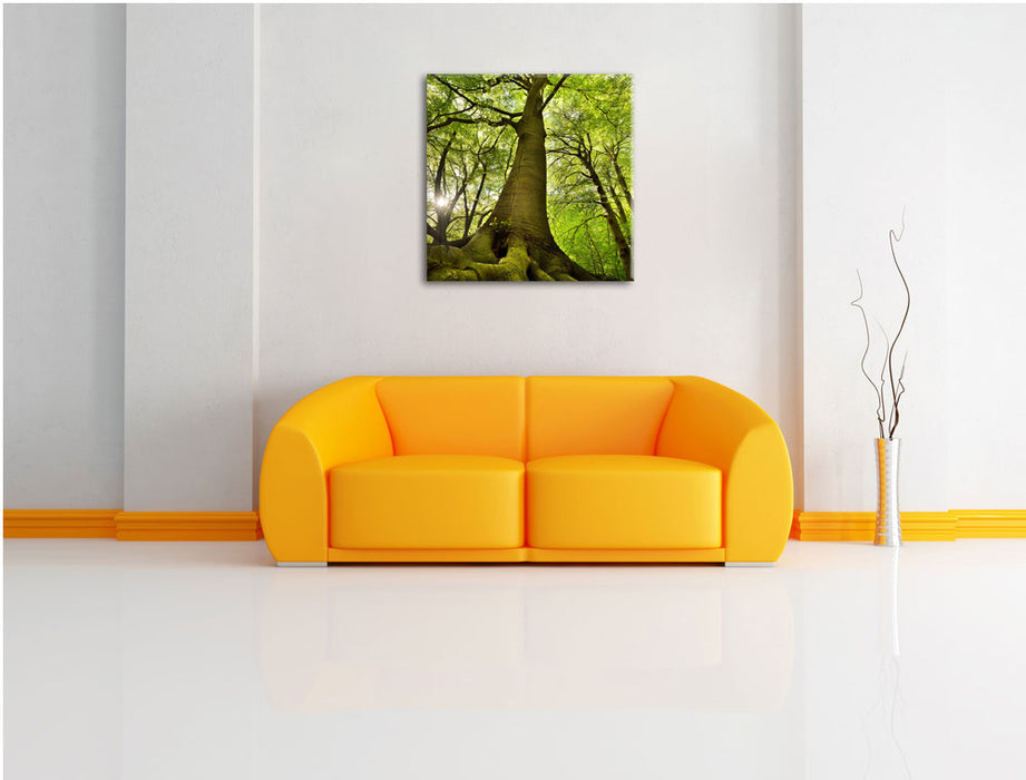 Riesiger Baum im Dschungel Leinwandbild Quadratisch über Sofa