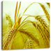 Wunderschönes Getreide Leinwandbild Quadratisch