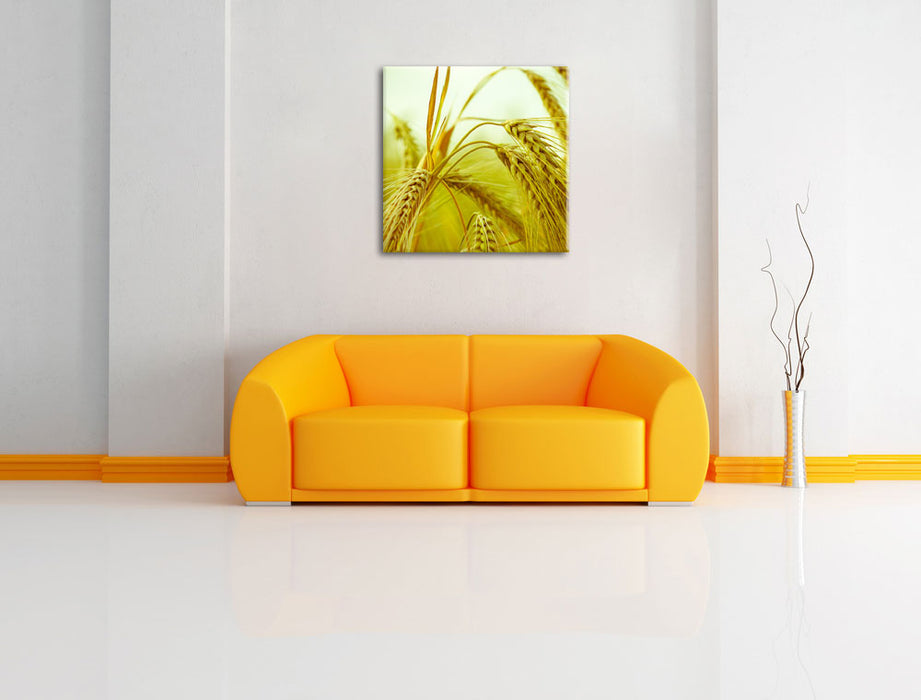 Wunderschönes Getreide Leinwandbild Quadratisch über Sofa