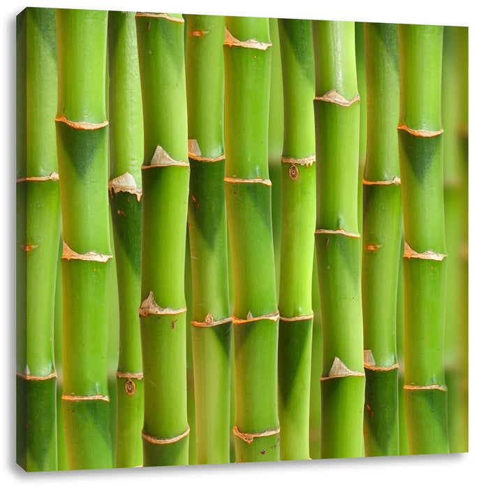 Grüner frischer Bambus Leinwandbild Quadratisch