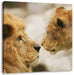 Verliebtes Löwenpaar Leinwandbild Quadratisch