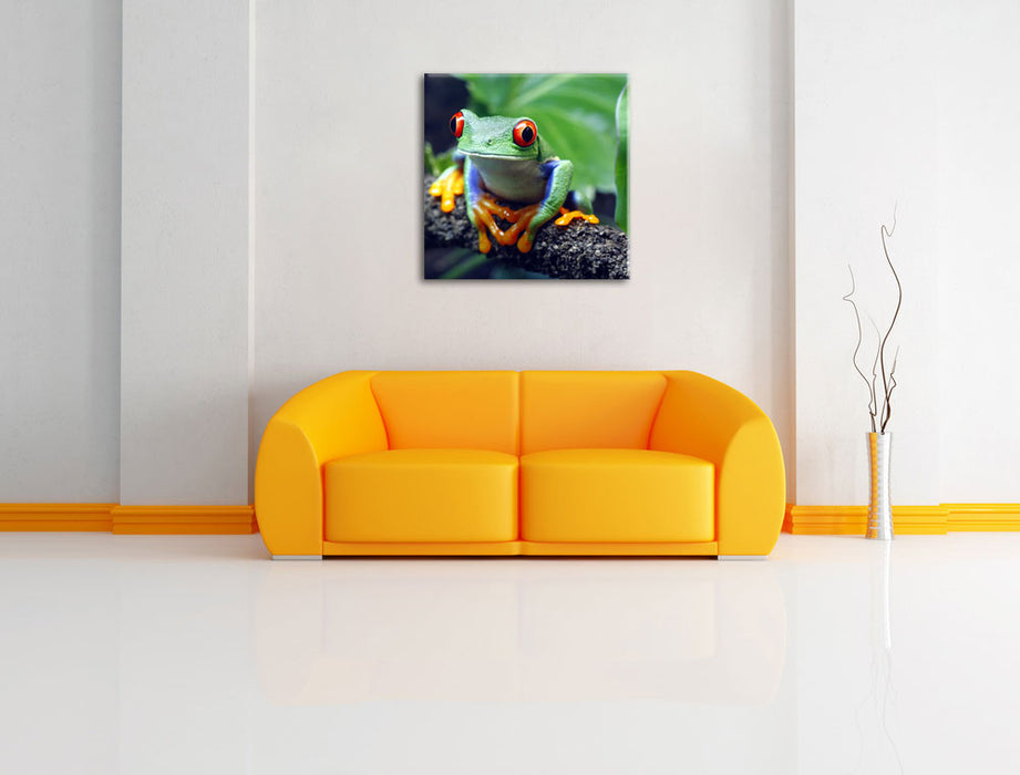 Rotaugenlaubfrosch auf Ast Leinwandbild Quadratisch über Sofa