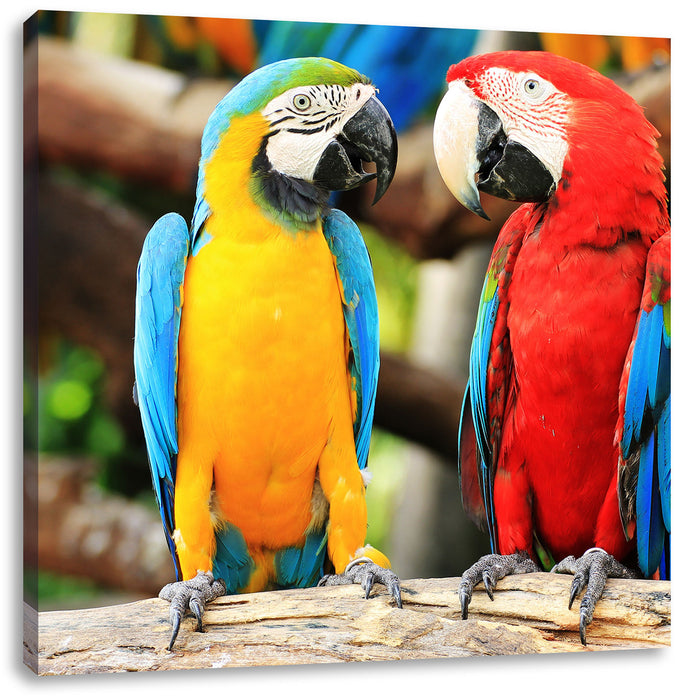 Zwei Papageien auf einem Ast Leinwandbild Quadratisch