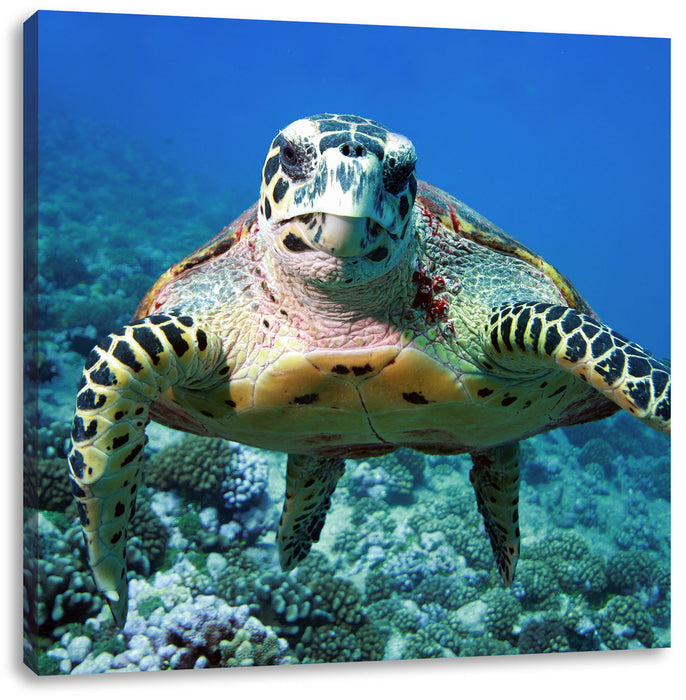Schildkröte  Korallenriff Leinwandbild Quadratisch