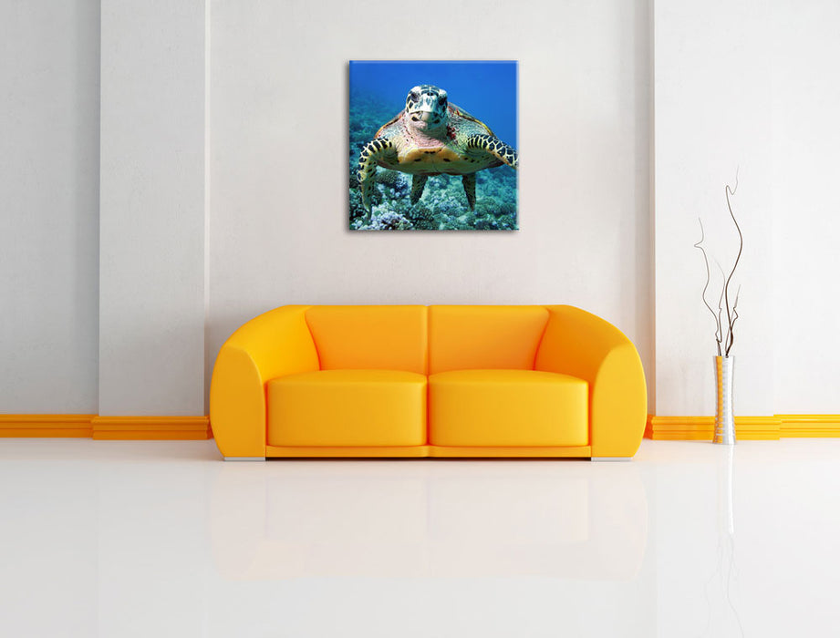 Schildkröte  Korallenriff Leinwandbild Quadratisch über Sofa