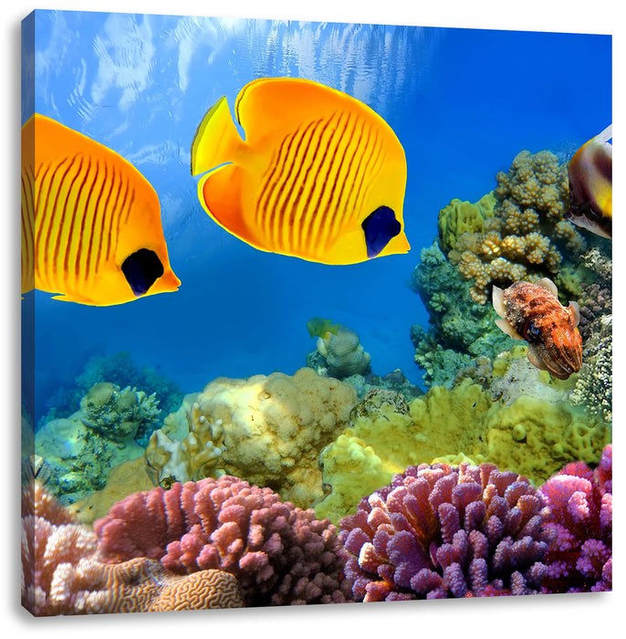 Fische Korallenriff Leinwandbild Quadratisch
