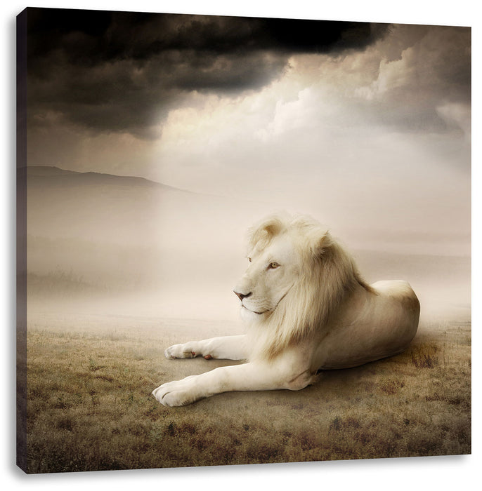 Stolzer weißer Löwenkönig Leinwandbild Quadratisch