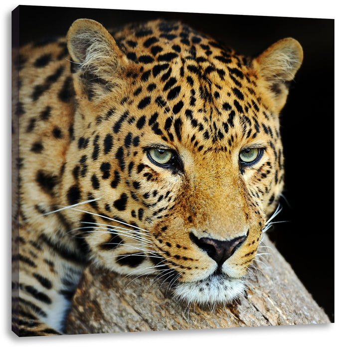 Ruhiger Leopard Leinwandbild Quadratisch