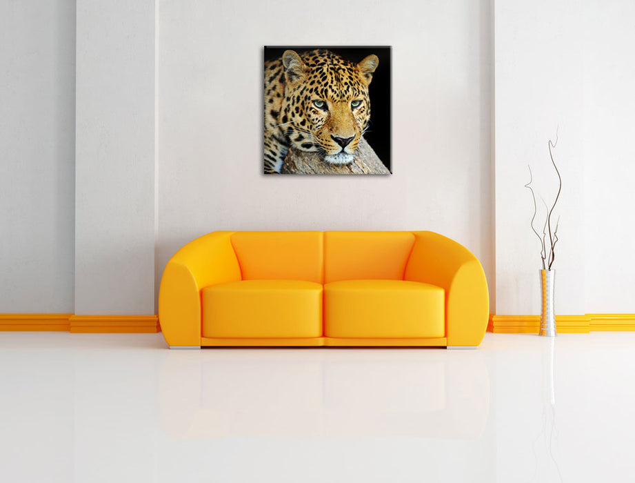 Ruhiger Leopard Leinwandbild Quadratisch über Sofa