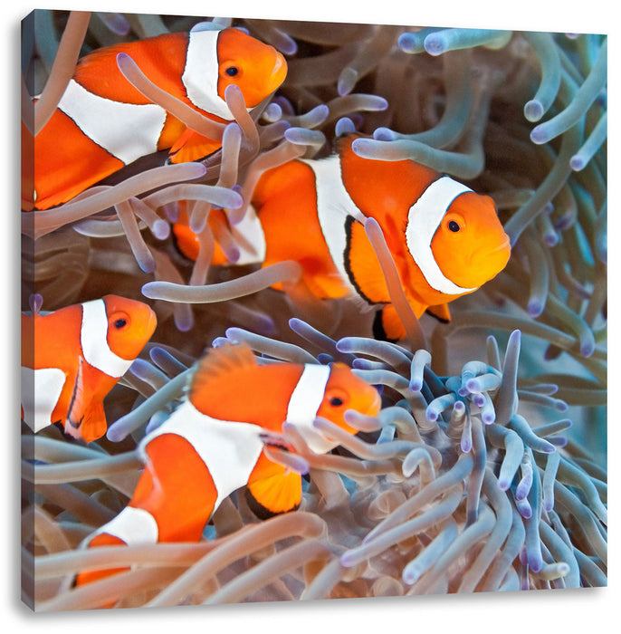 Clownsfische in Anemone Leinwandbild Quadratisch