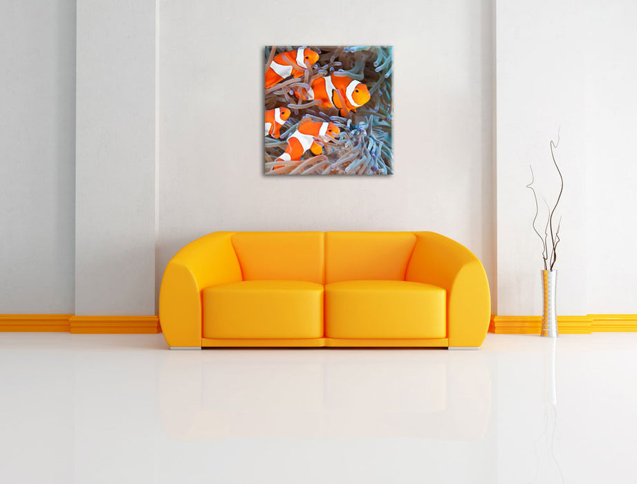 Clownsfische in Anemone Leinwandbild Quadratisch über Sofa