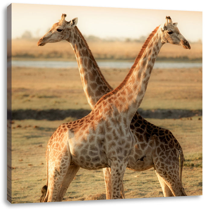Giraffen Paar Leinwandbild Quadratisch