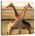 Giraffen Paar Leinwandbild Quadratisch