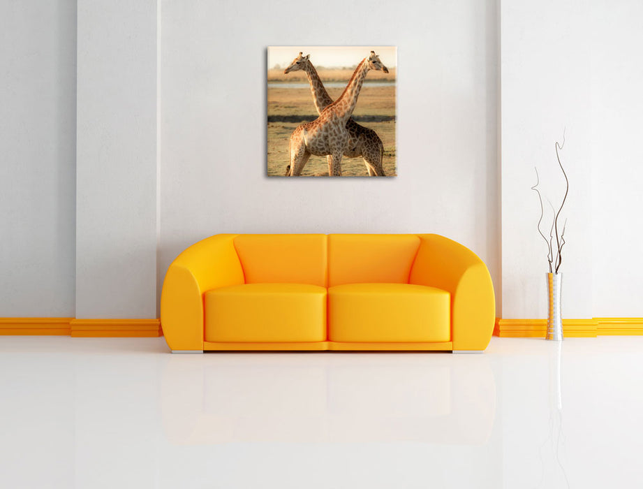 Giraffen Paar Leinwandbild Quadratisch über Sofa