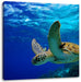 Schildkröte im Riff Leinwandbild Quadratisch