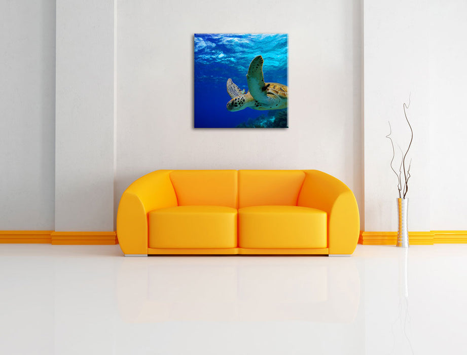 Schildkröte im Riff Leinwandbild Quadratisch über Sofa