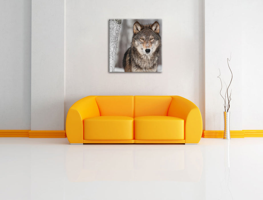 Wilder Wolf Leinwandbild Quadratisch über Sofa