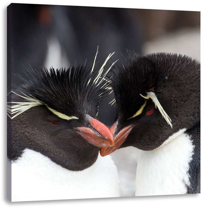 Pinguin Kuss Leinwandbild Quadratisch