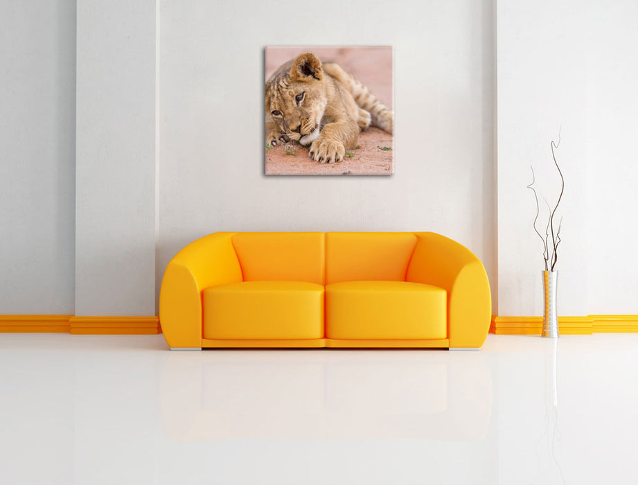 Löwenbaby spielt Leinwandbild Quadratisch über Sofa