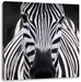 Zebra Porträ Leinwandbild Quadratisch