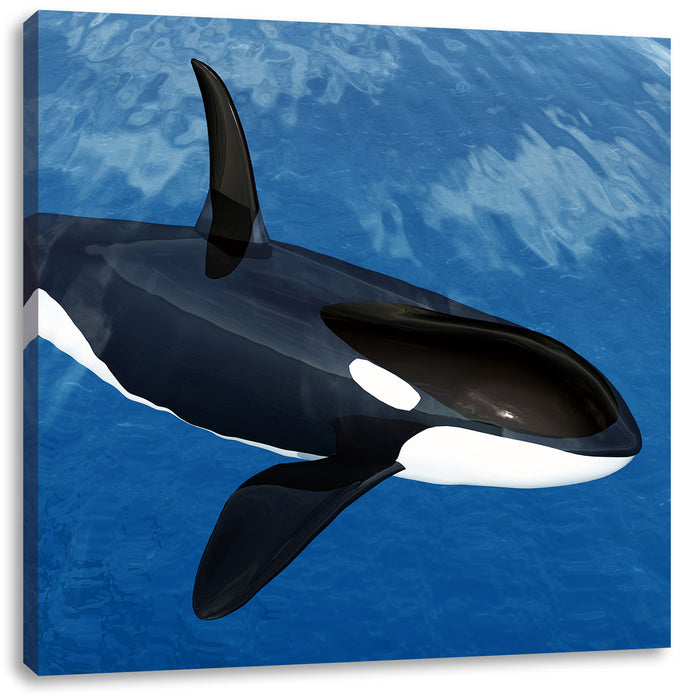 Orca im blauen Meer Leinwandbild Quadratisch