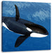 Orca im blauen Meer Leinwandbild Quadratisch