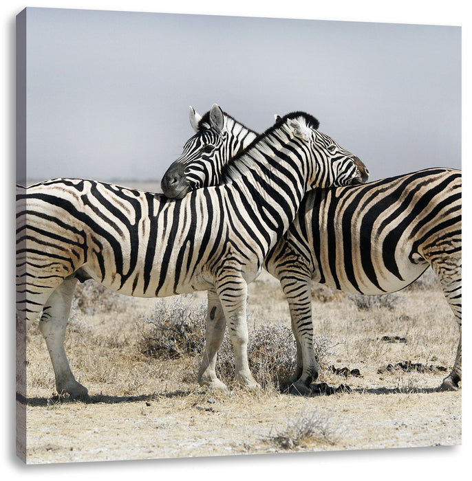 Schmusende Zebras Leinwandbild Quadratisch
