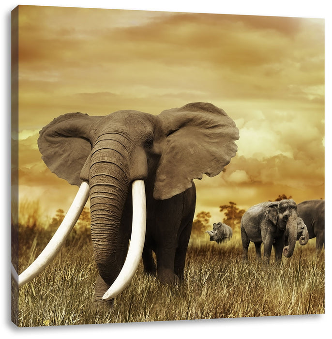 Stolzer Elefant in Savanne Leinwandbild Quadratisch