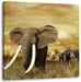 Stolzer Elefant in Savanne Leinwandbild Quadratisch