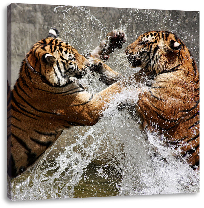 Kämpfende Tiger im Wasser Leinwandbild Quadratisch