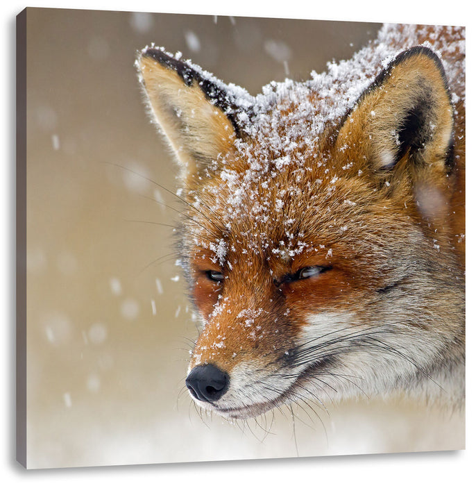 Fuchs im Schnee Leinwandbild Quadratisch