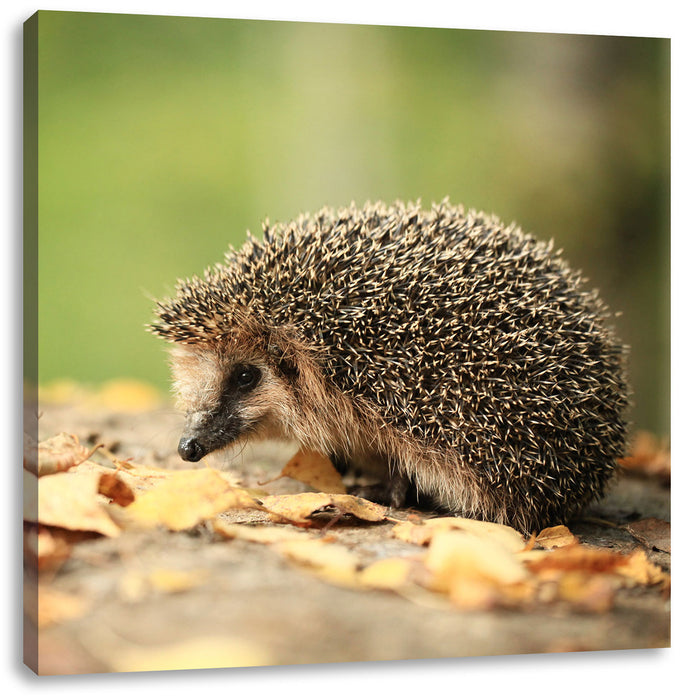 Igel im Laub Leinwandbild Quadratisch