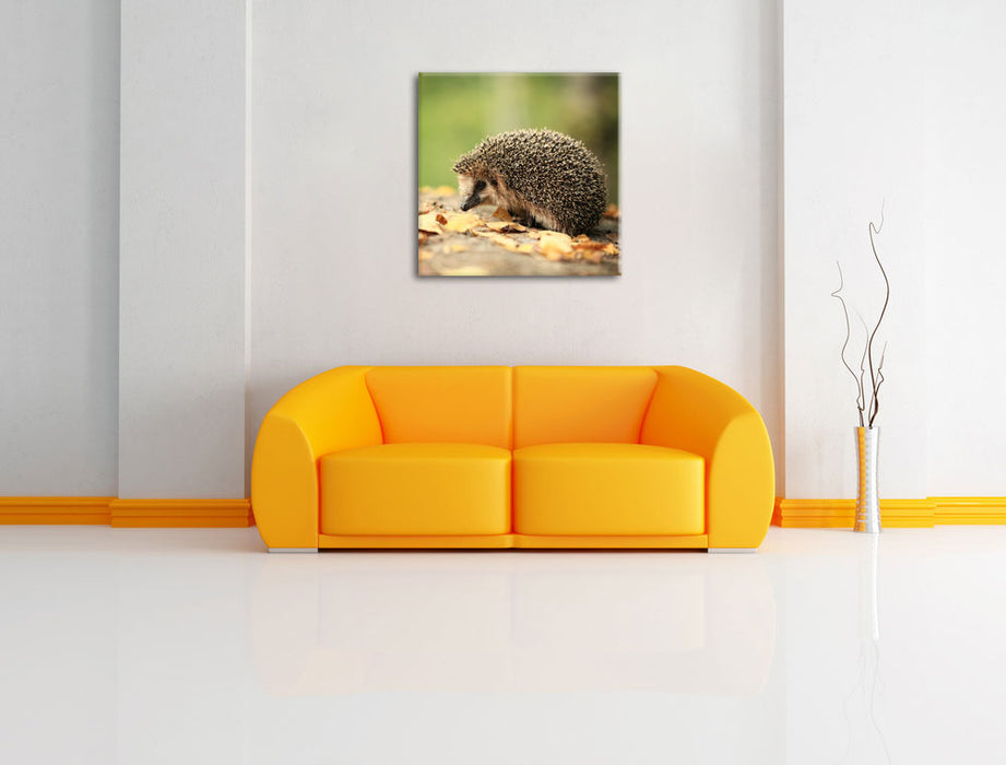 Igel im Laub Leinwandbild Quadratisch über Sofa