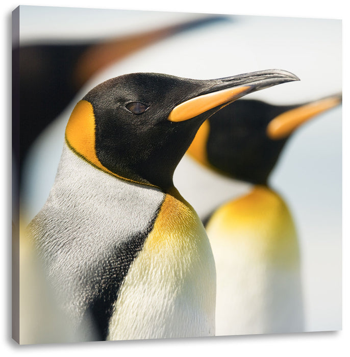 Pinguine Leinwandbild Quadratisch