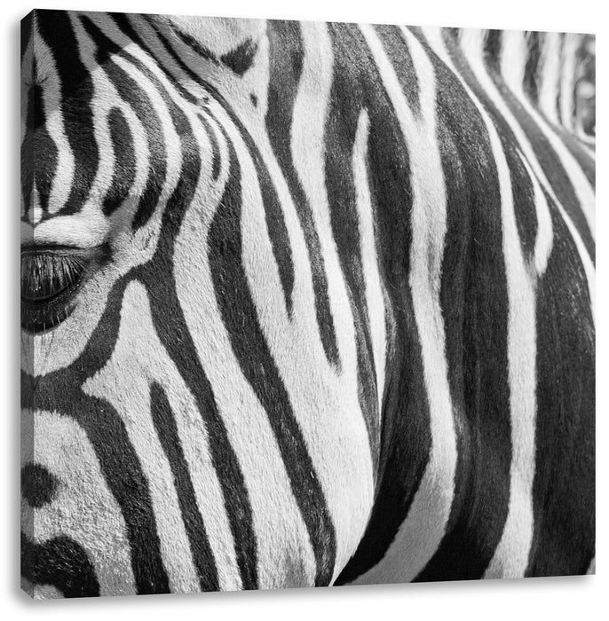 Zebra Porträ Leinwandbild Quadratisch