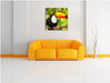 Exotischer Tukan Leinwandbild Quadratisch über Sofa